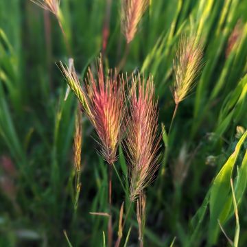 Bromus rubens (Samen) - Rote-Trespe