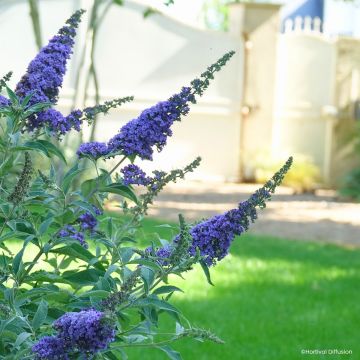 Buddleja davidii Rêve de Papillon Blue - Sommerflieder Buddleja davidii Rêve de Papillon Blue - Sommerflieder