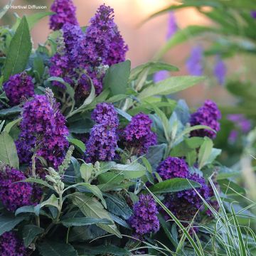 Buddleia davidii Tiny Buddy Deep Blue - Sommerflieder Buddleia davidii Tiny Buddy Deep Blue - Sommerflieder