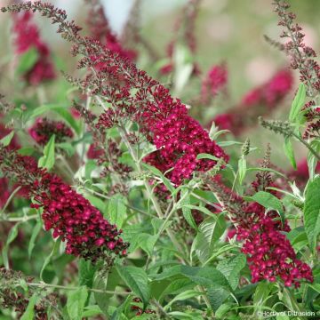 Buddleja davidii Rêve de Papillon Red - Sommerflieder