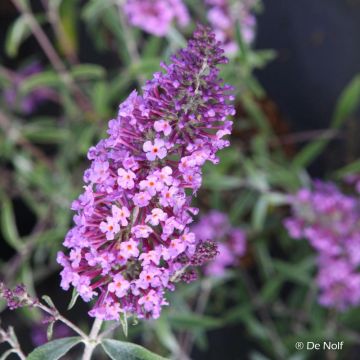Buddleja davidii Sophie - Sommerflieder Buddleja davidii Sophie - Sommerflieder