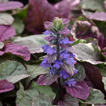 Ajuga reptans Burgundy Glow - Kriechender Günsel