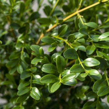 Buis - Buxus Betterbuxus Heritage
