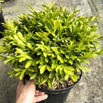 Buchsbaum - Buxus sinica var. insularis Mipo