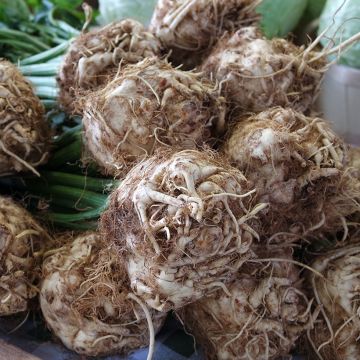 Knollensellerie Roem van Zwijndrecht Bio Knollensellerie Roem van Zwijndrecht Bio