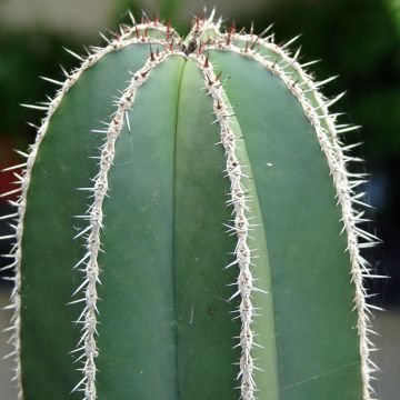 Kaktus - Stenocereus marginatus