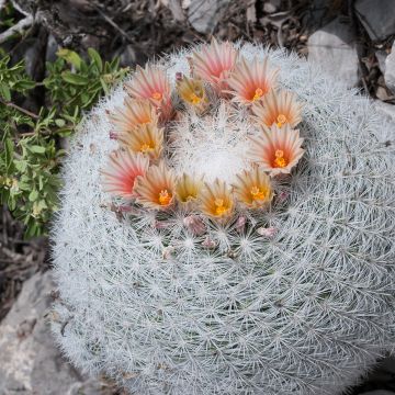 Kaktus - Mammillaria candida