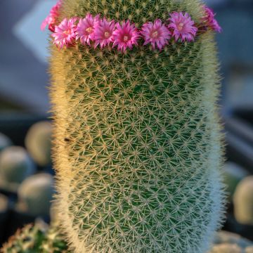 Kaktus - Mammillaria pilcayensis