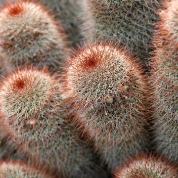 Kaktus - Mammillaria spinosissima f. rubrispina 