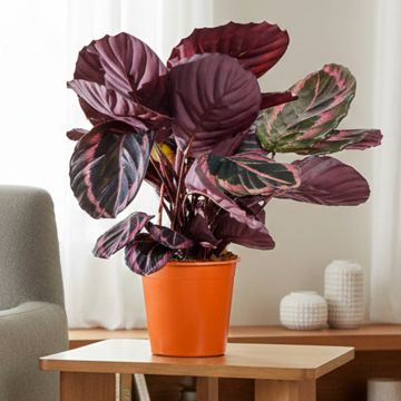 Calathea Princess Jessie - Korbmaranten
