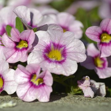 Zauberglöckchen Noa Princess - Calibrachoa