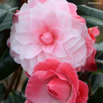Camellia williamsii Buttons N Bows - Kamelie