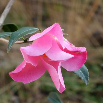 Camellia williamsii Tulip Time - Kamelie