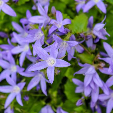 Campanula poscharskyana (samen) - Hängepolster-Glockenblume