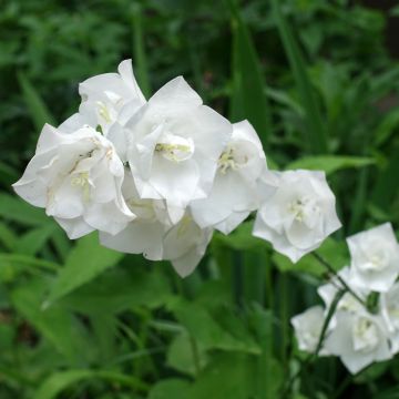 Pfirsichblättrige Glockenblume La Bonne Amie - Campanula persicifolia