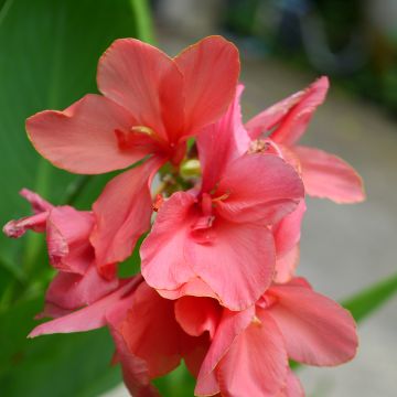 Blumenrohr Pink Beauty - Canna