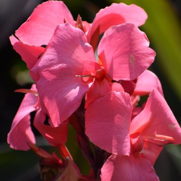 Blumenrohr Pink and Roses - Canna