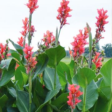 Blumenrohr Eden - Canna