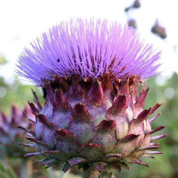 Wilde Artischocke BIO - Cynara cardunculus Wilde Artischocke BIO - Cynara cardunculus