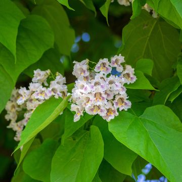Trompetenbaum (samen) - Catalpa bignonioides