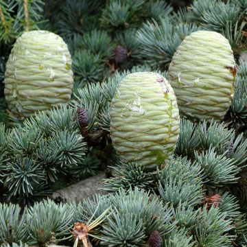 Cedrus deodara (samen) - Himalaya-Zeder