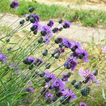 Centaurea scabiosa (Samen) - Skabiosen-Flockenblume