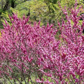 Chinesischer Judasbaum Avondale - Cercis chinensis