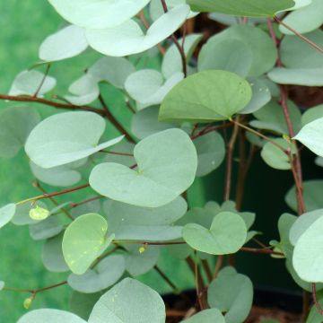 Cercis griffithii Blue Lagoon - Afghanischer Judasbaum