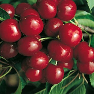 Cerisier Bigarreau Canada Giant