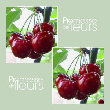 Süßkirsche Reverchon - Prunus avium Süßkirsche Reverchon - Prunus avium