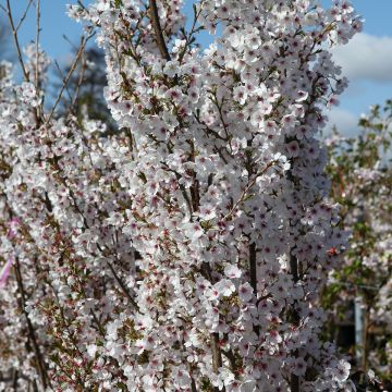 Zierkirsche Royal Flame - Prunus