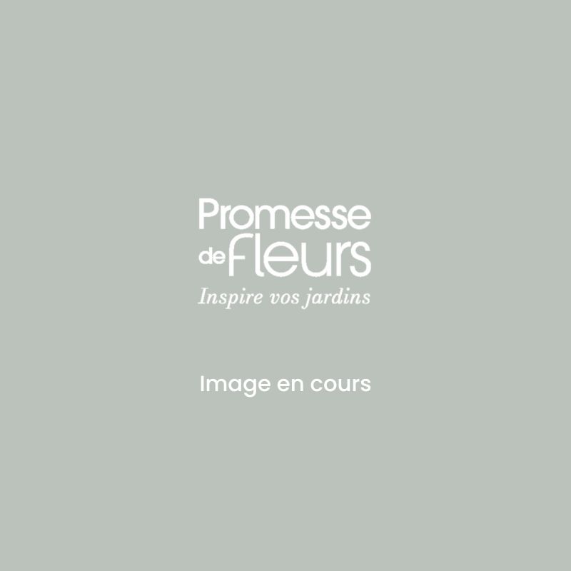 Sauerkirsche Guindoux des Charentes Bio - Prunus cerasus