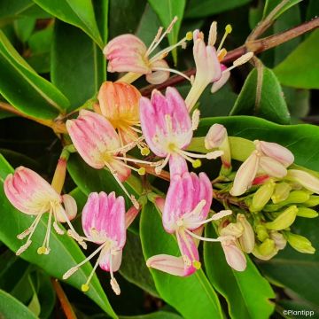 Lonicera henryi Marinella - Immergrünes Geißblatt
