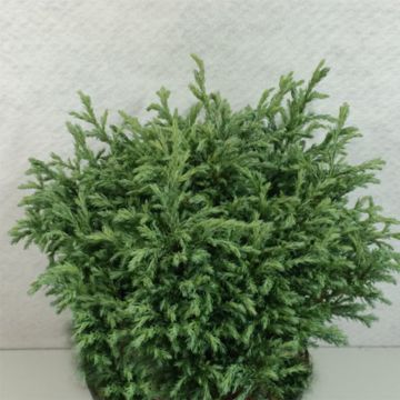 Cyprès Sawara - Chamaecyparis pisifera Lieve                     