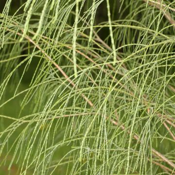 Chamaecyparis lawsoniana Drooping Solo