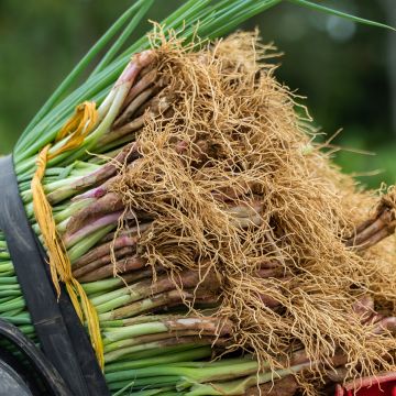 Ciboule commune rouge Ciboule commune rouge