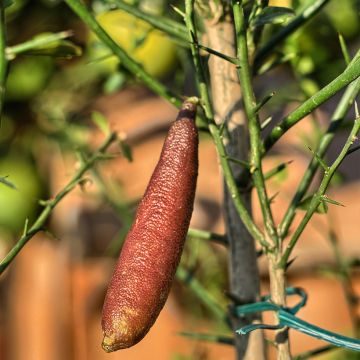 Fingerlimette - Microcitrus australasica Rose
