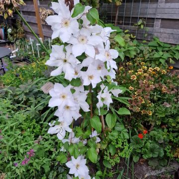 Waldrebe Guernsey Flute - Clematis 