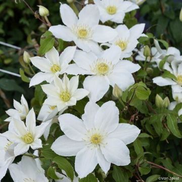 Waldrebe Madame Blanc - Clematis