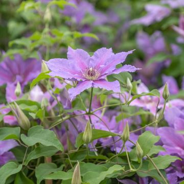 Waldrebe Tumaini - Clematis 