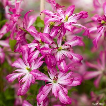 Clematis viticella Glorious Surprise - Waldrebe