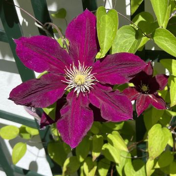 Clématite - Clematis Niobe