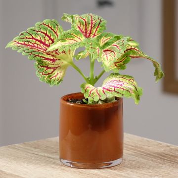 Buntnessel Spacecake - Solenostemon