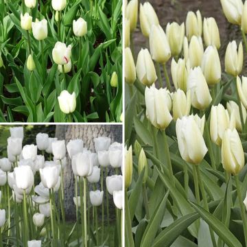 Zwei-Monate-Weiße-Tulpen-Kollektion