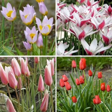 Sammlung von 50 wilden Tulpen
