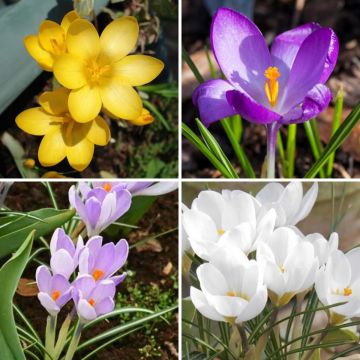 Botanische Krokus Kollektion