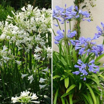 Schmucklilien-Duo-Kollektion Pitchoune