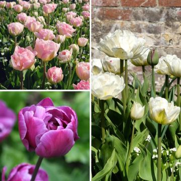 Tulpen-Kollektion Harmonie Belles de Mai