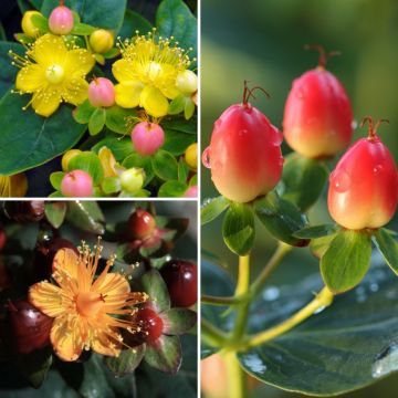 Johanniskräuter mit dekorativen Früchten Kollektion 