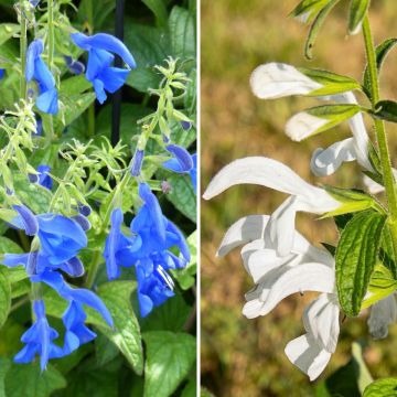 Kollektion exotischer Salbeisorten in Weiß/Blau